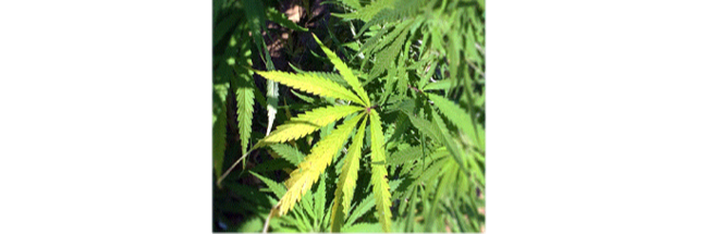 Marijuana marijuana plant